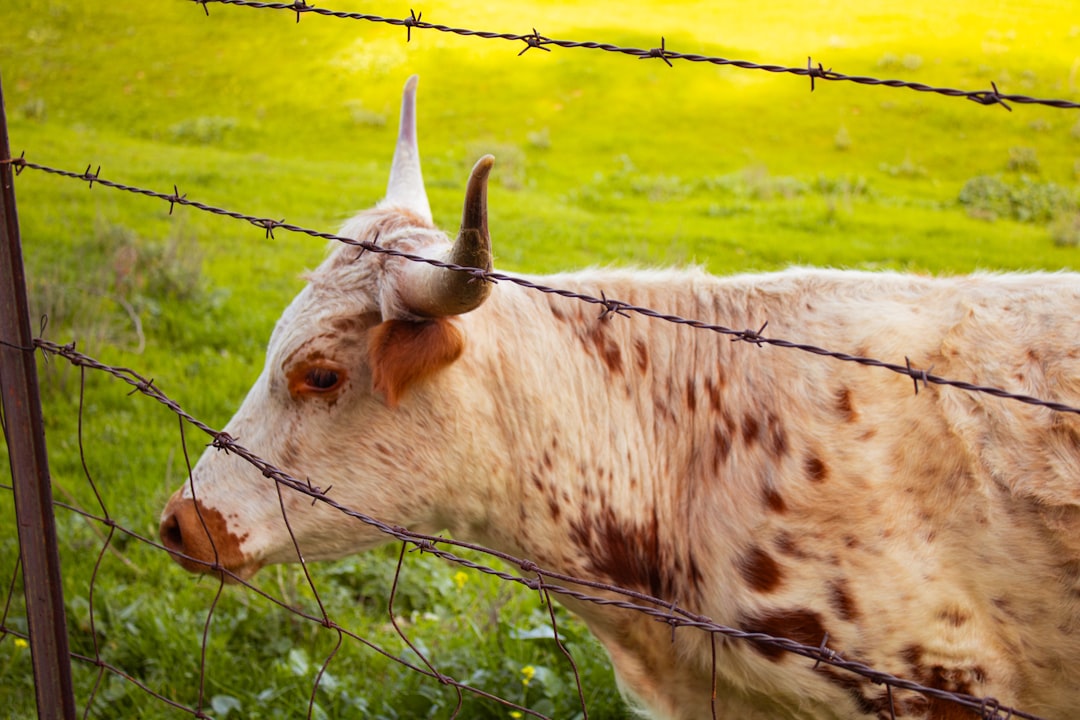 Newly installed 5-strand barbed wire fence along a McNairy County cattle pasture